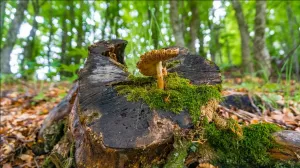 photo of local flora