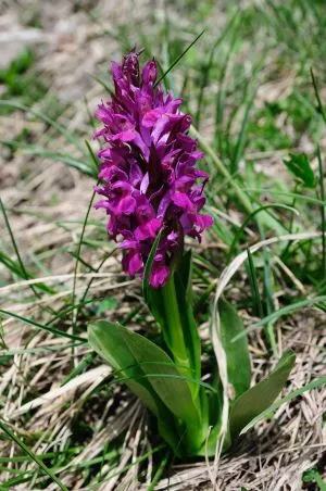 photo of the glora in mavrovo national park