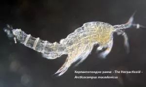 photo of а shrimp that can be found in the pelister waters