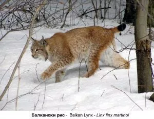 photo of balkan lynx