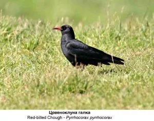 photo of red-billed chough