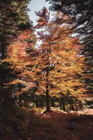 big trees from the beauty of shar mountains forests